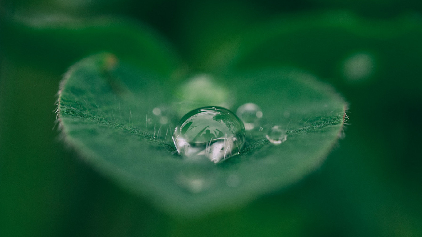 Water drop on a green leaf.